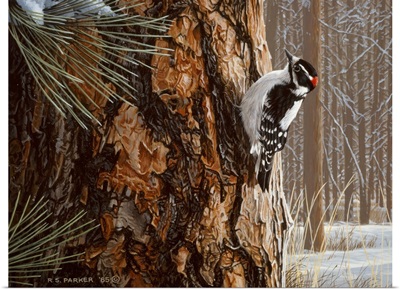 Winter Pine- Downy Woodpecker