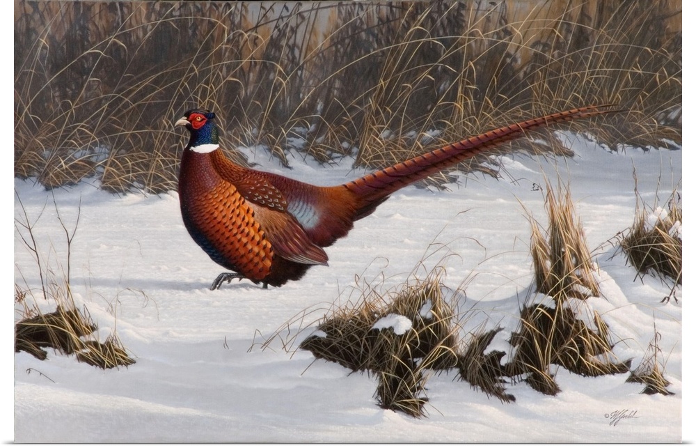 Pheasant in a snowy field.