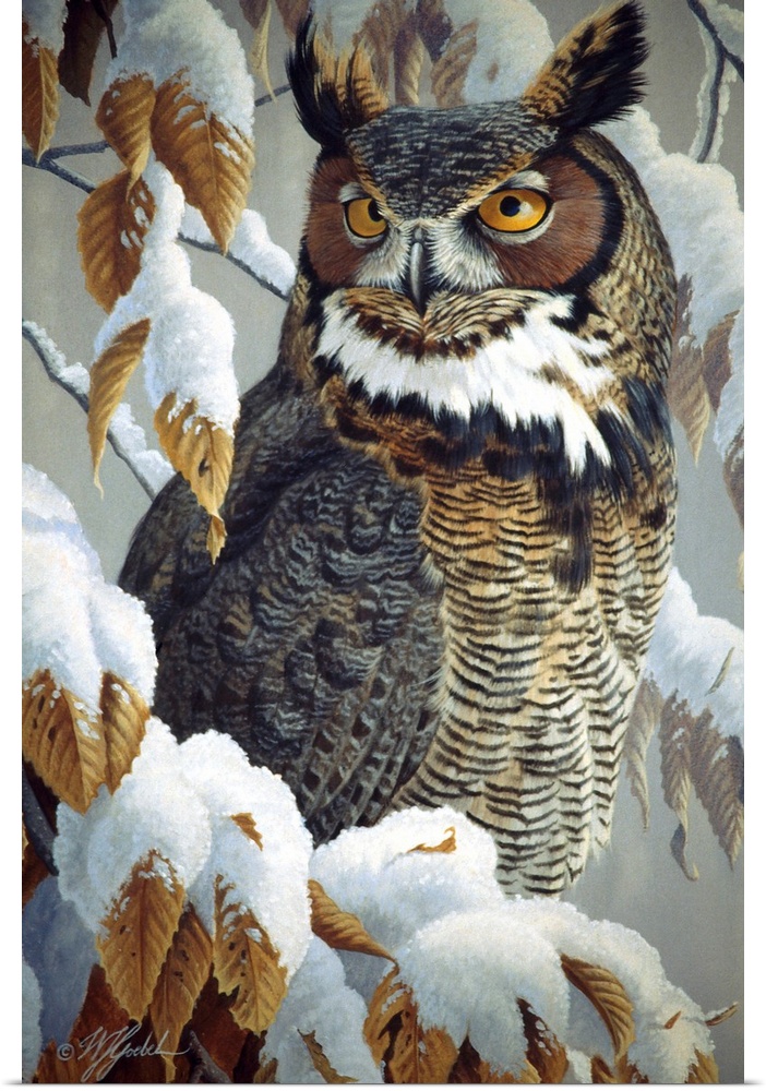 Great horned owl sitting in a snowy tree.