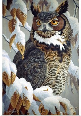 Winter Watch - Great Horned Owl