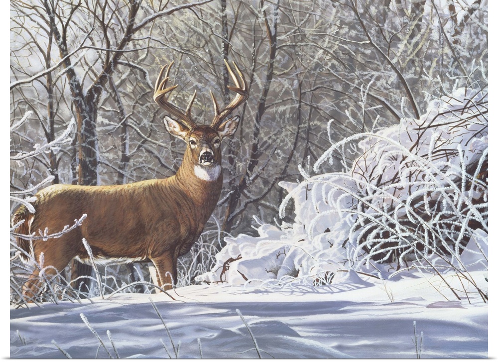 Buck standing in the snow deer.