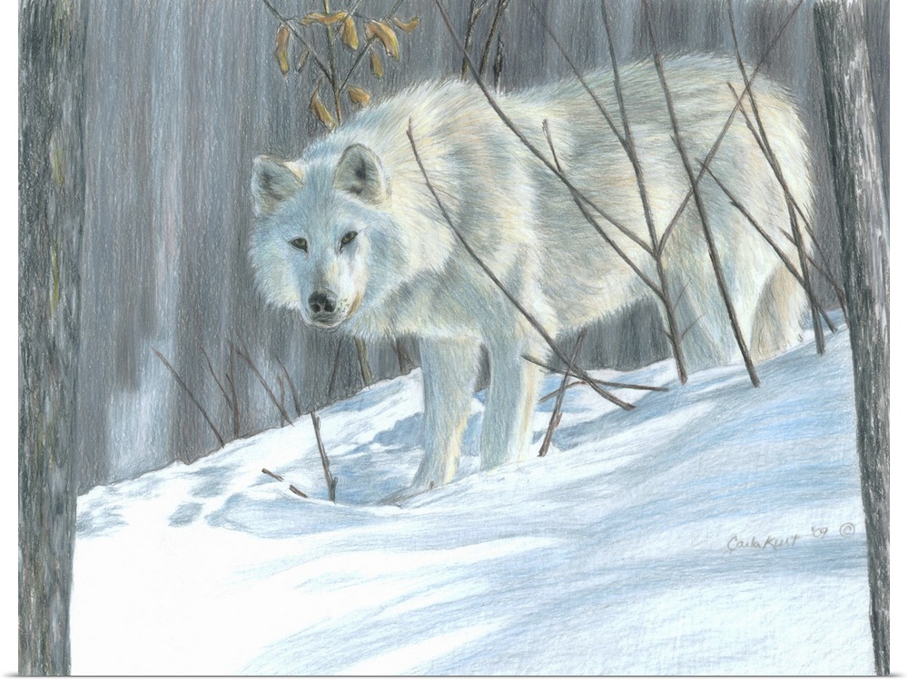 Wolf portrait winter snow.