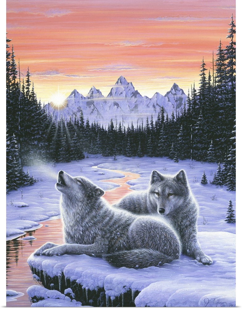 a pair of wolves lying on a snow covered rock over looking a stream with snow covered pines and mtns in the background