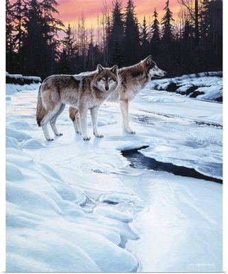 Wolves At Sunset