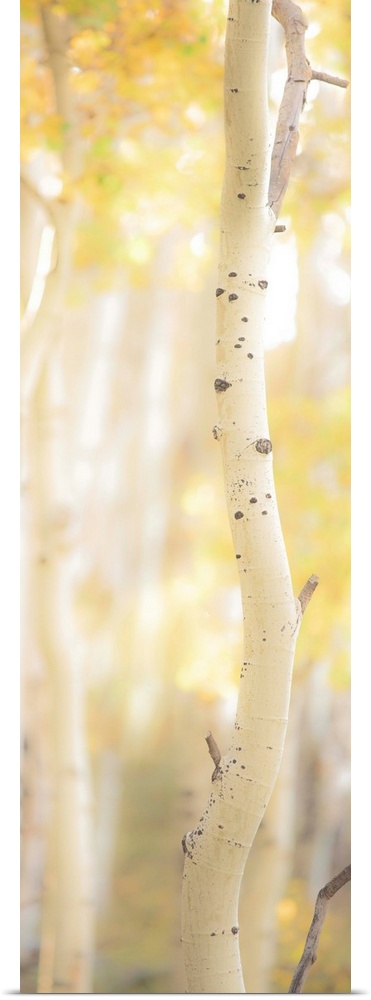 Tall photograph of a birch tree with a shallow depth of field.
