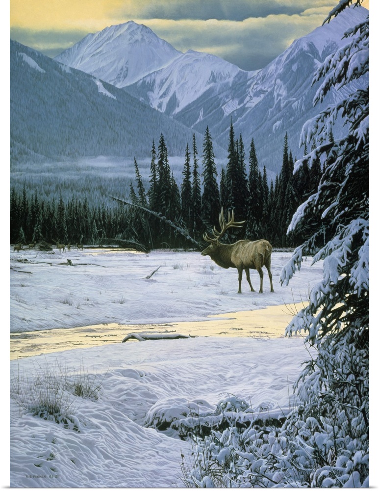 An elk makes its way across the snow covered landscape.