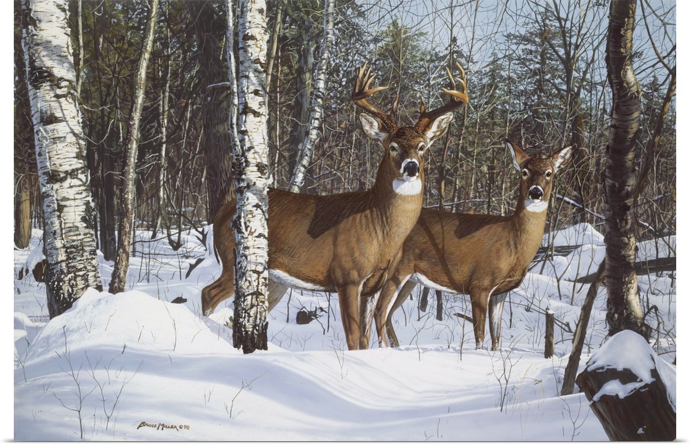 Buck and a doe standing among some trees in the snow deer.