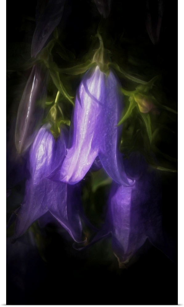 Painterly photograph of bell shaped flowers.
