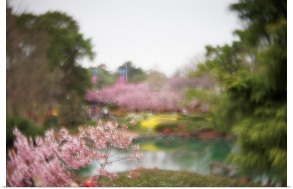 Dreamy photograph that captures the ambience of a cherry blossom garden.