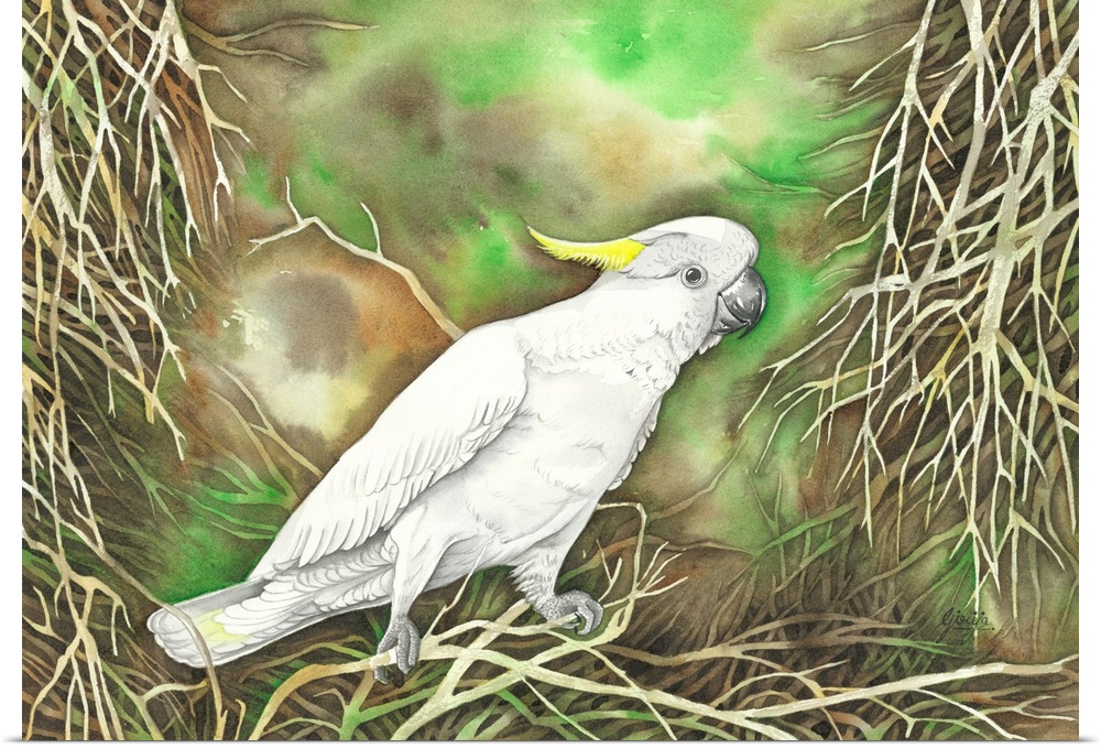 The Sulphur-crested cockatoo is a relatively large white cockatoo found in wooded habitats in Australia. These birds are n...