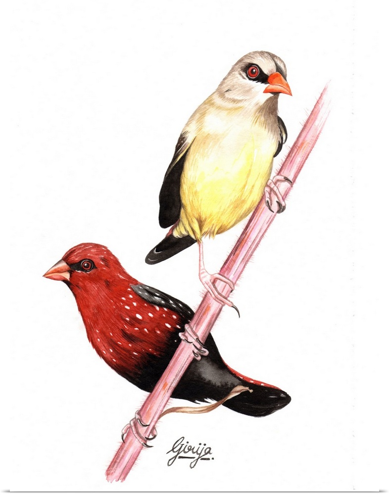 A pair of beautiful finch birds with the detail work bright colors painted in watercolor on paper.