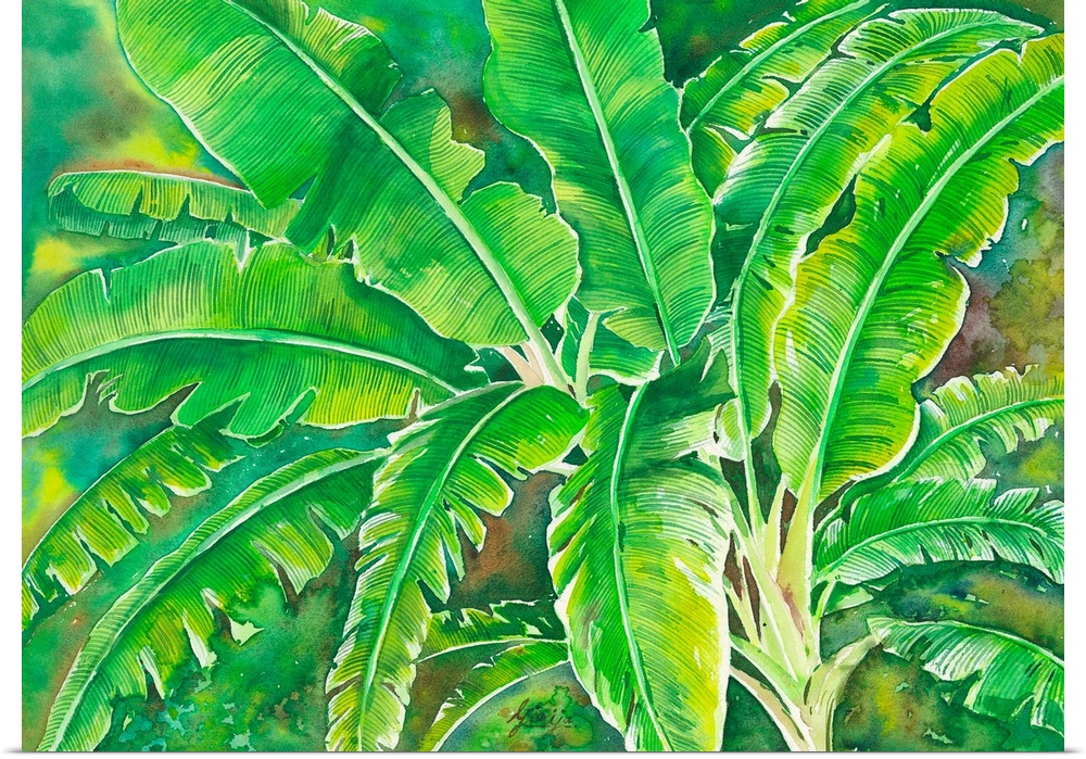 This tropical large leafy banana tree is in reach green color painted in watercolor on paper.