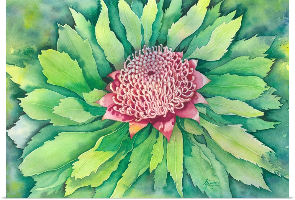 An Australian red colored wild flower "waratah" is painted in watercolor on paper.