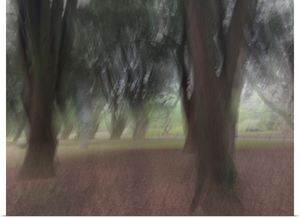 Impressionist photograph taken in the Auckland domain with trees and a calm ambience.