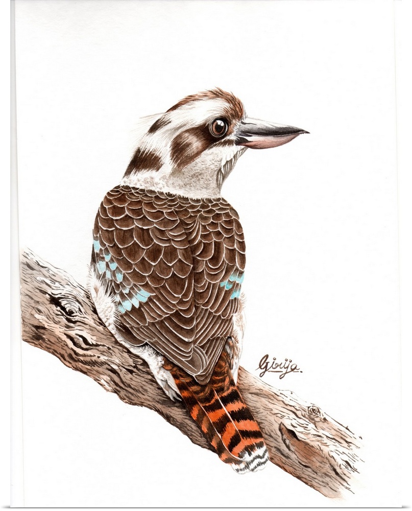 The laughing kookaburra is native to eastern mainland Australia, the upperparts are mostly dark brown but there is a mottl...