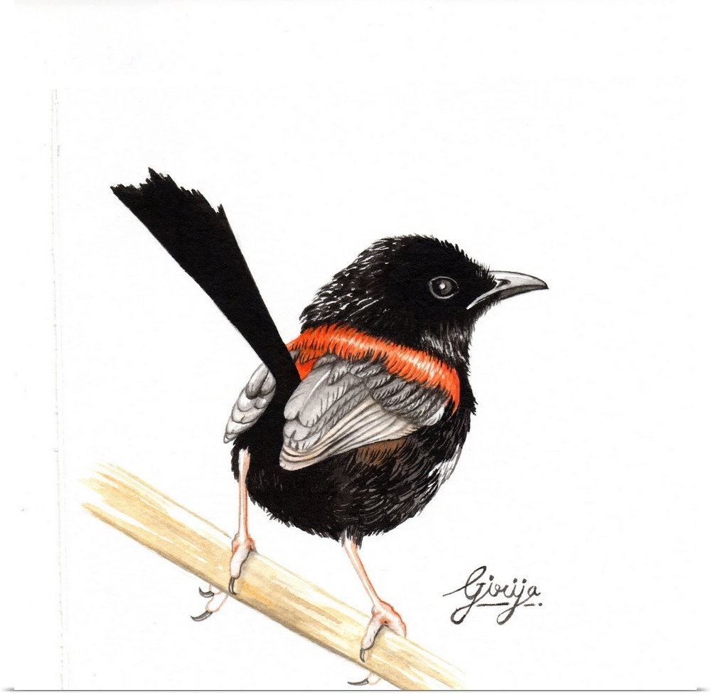 This little black red backed fairy wren bird painted in watercolor on paper.