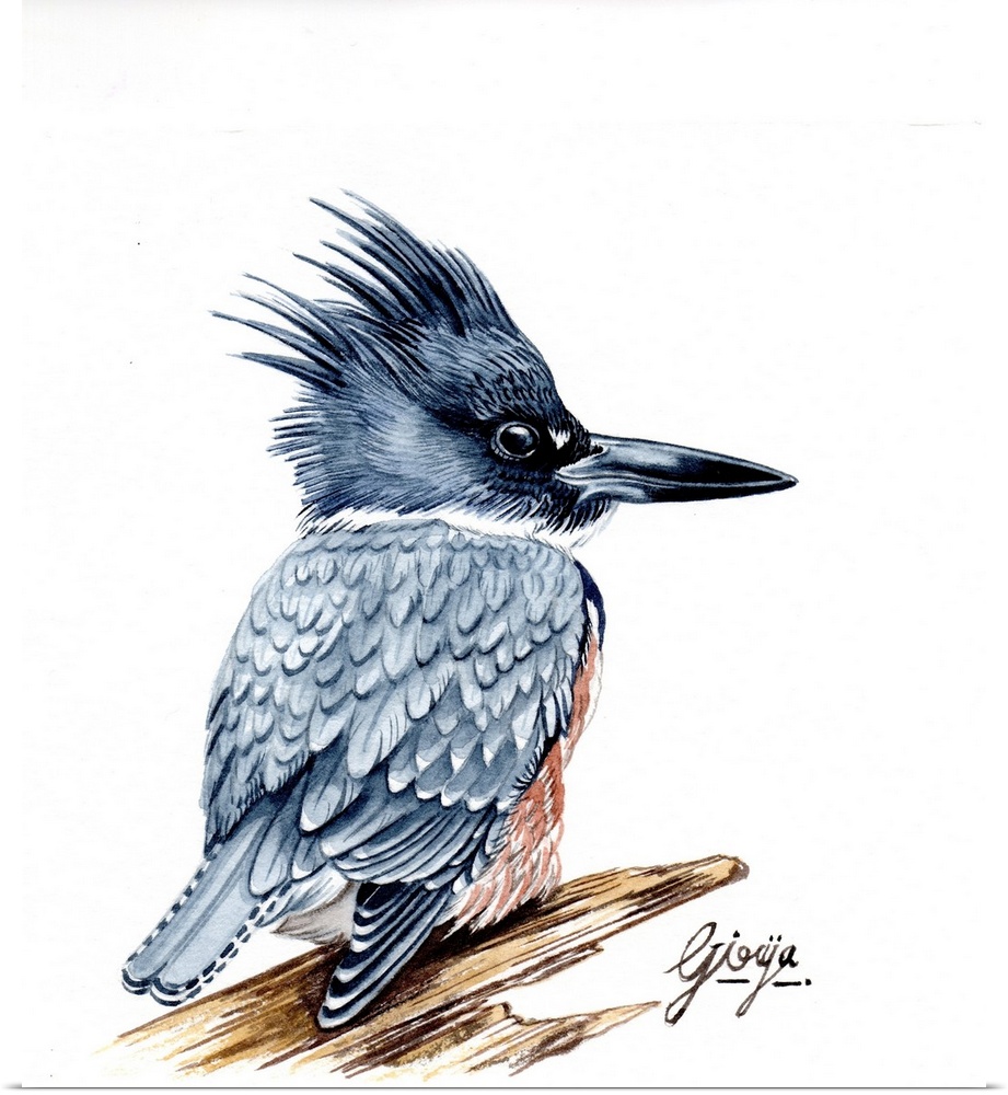 The belted kingfisher is a stocky, medium-sized bird; this species has a large head with a shaggy crest. Its long, heavy b...