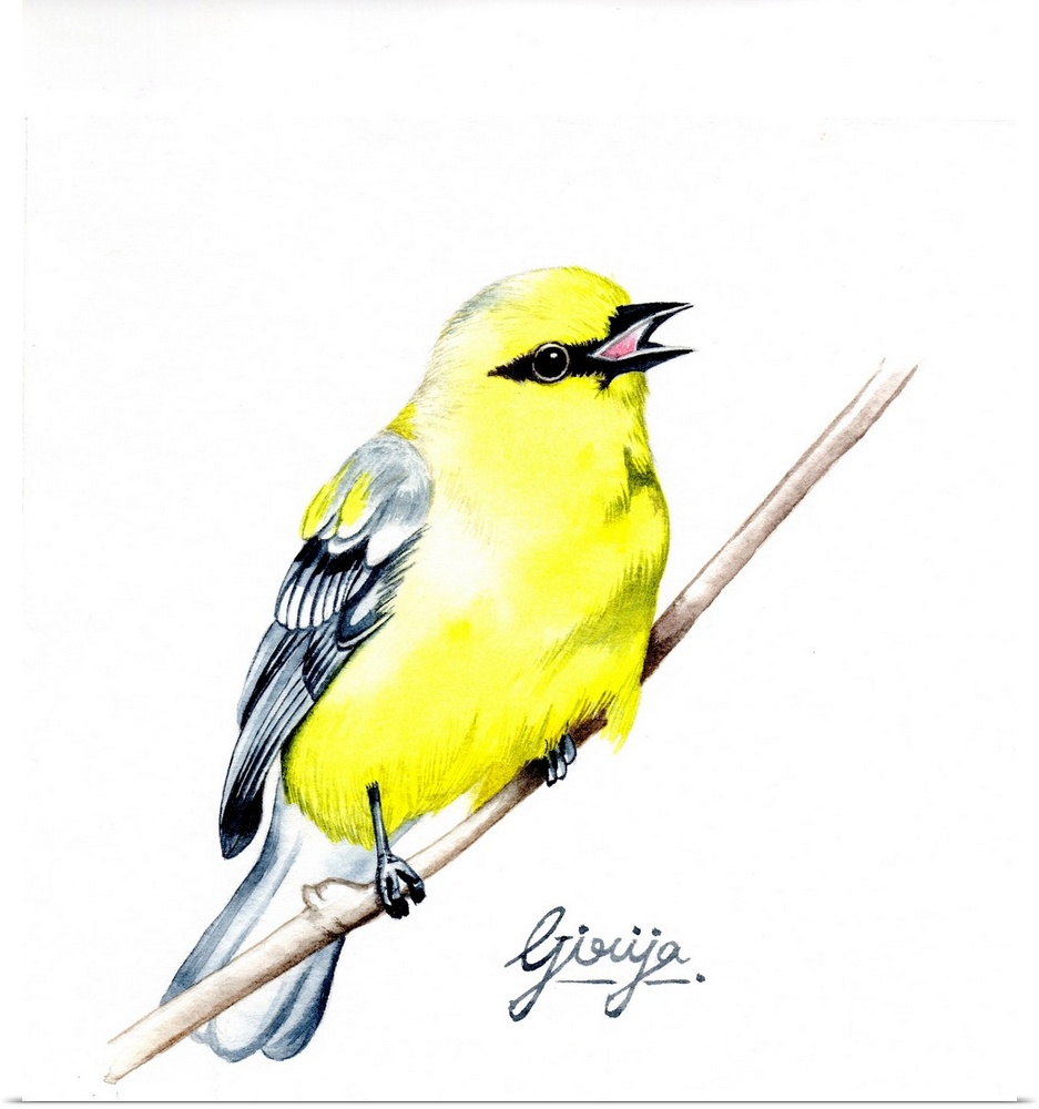 The American goldfinch is a small north American bird in the finch family. This bright yellow colored bird is painted in w...