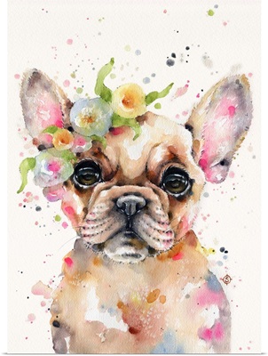 Little Miss Frenchie