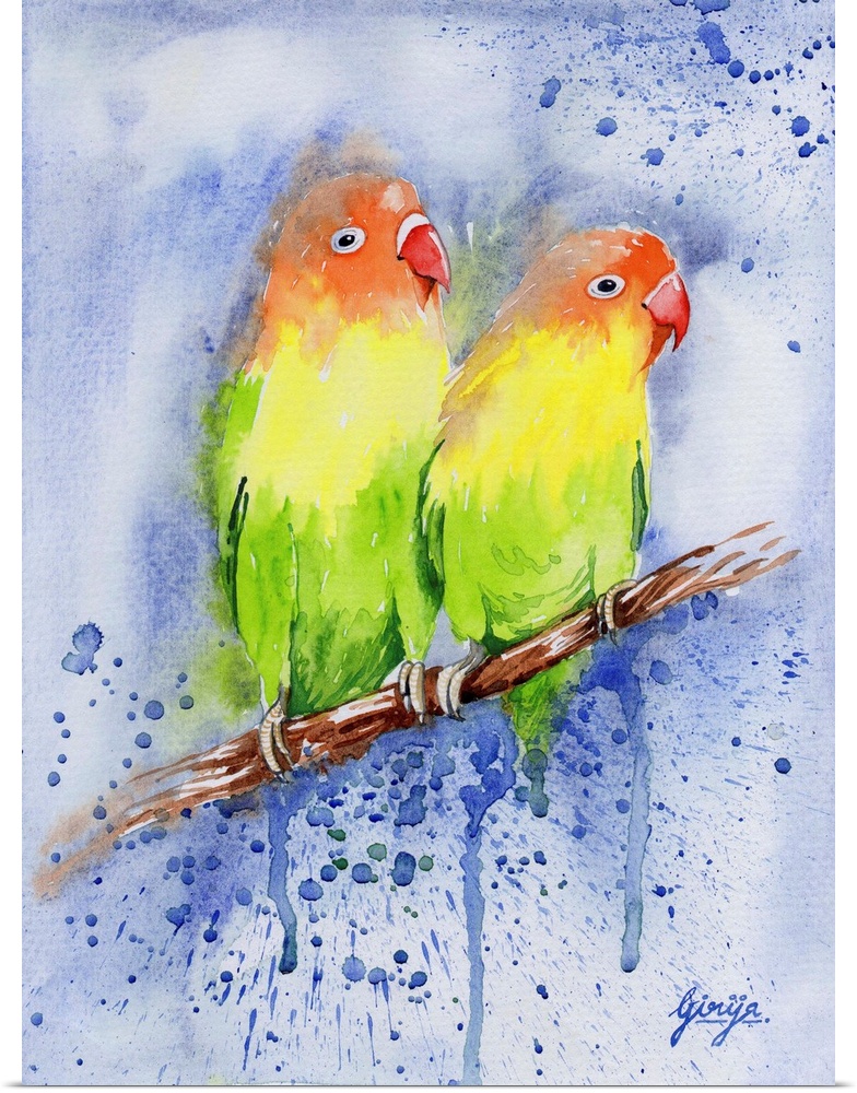 Lovebirds are among the smallest parrots, the name comes from the parrots' strong, monogamous pair bonding and the long pe...