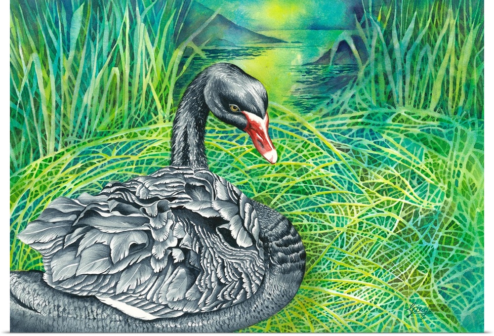 A black swan is resting in the nest is essentially a large heap or mound of reeds, grasses and weeds, painted in watercolo...