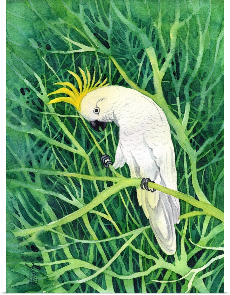 The sulphur-crested cockatoo is a relatively large white cockatoo found in wooded habitats in Australia. These birds are n...