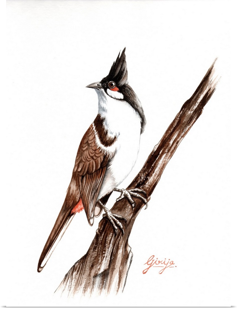 The red-whiskered bulbul is has brown upper-parts and whitish underparts with buff flanks and a dark spur running onto the...