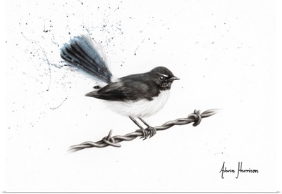 Centenary Willy Wagtail