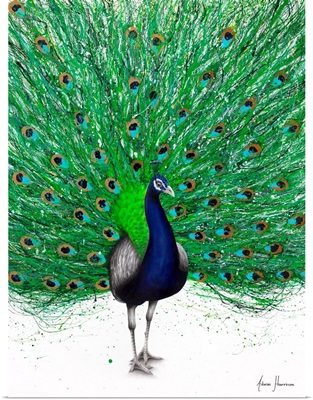 Peaceful Peacock