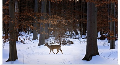 Deer In Forest