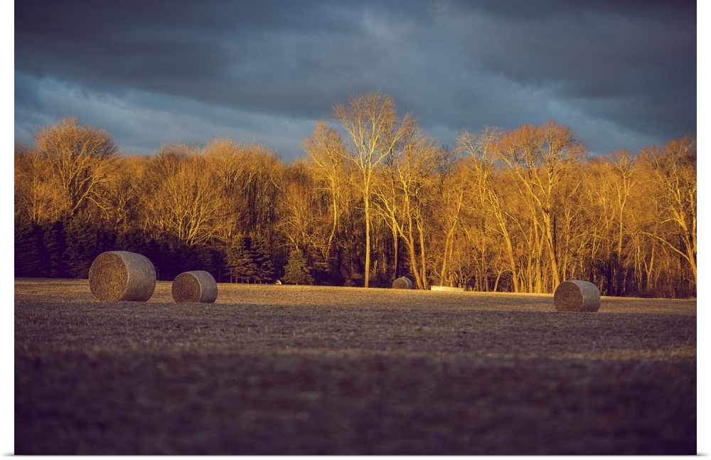 Morning Sun Over The Field With Hay Rolls