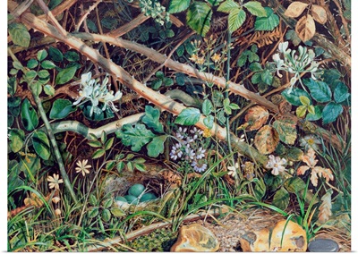 A Bird's Nest among Brambles, Honeysuckle and Undergrowth, 1858