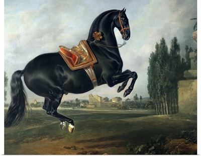 A black horse performing the Courbette