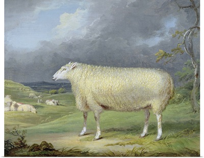 A Border Leicester Ewe