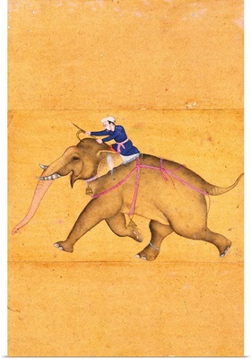 A Mahout riding an Elephant, from the Large Clive Album
