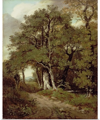 A Wooded Path
