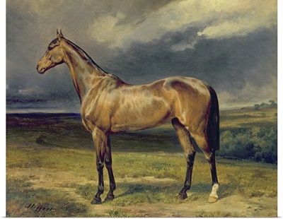 Abdul Medschid the chestnut arab horse, 1855