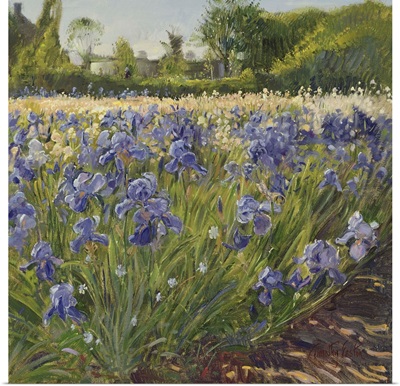 Above The Blue Irises
