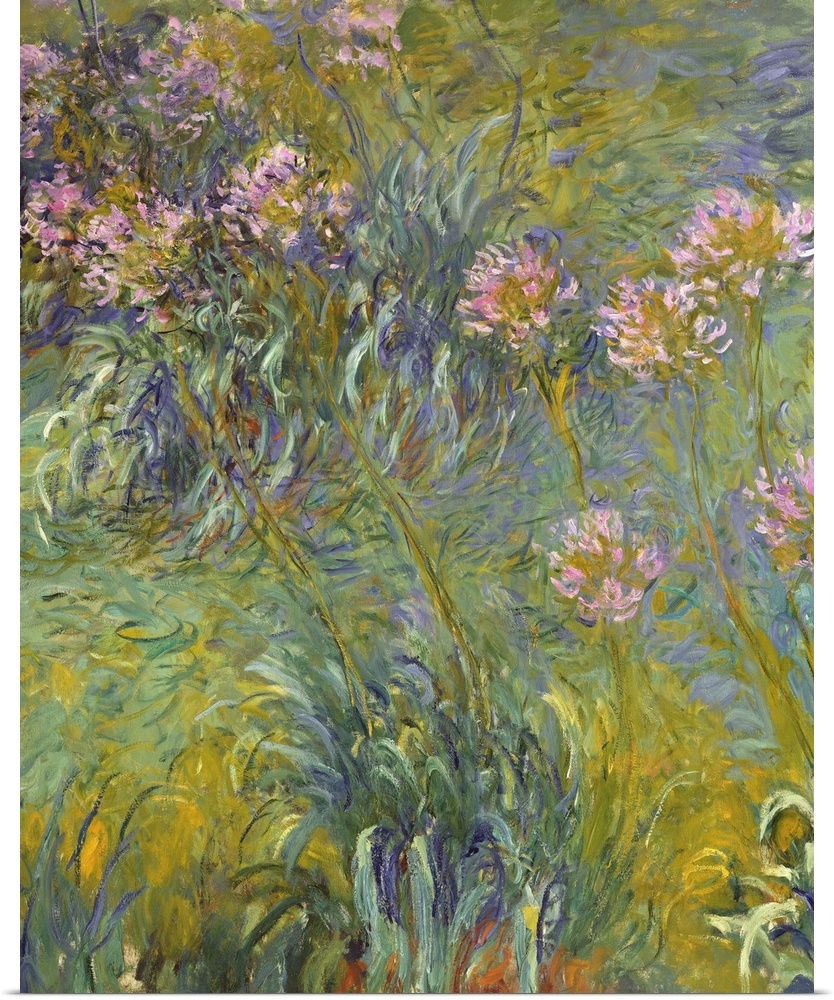Agapanthus, 1914-26, oil on canvas.  By Claude Monet (1840-1926).