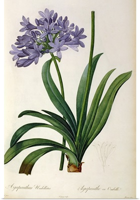 Agapanthus umbrellatus, from Les Liliacees by Pierre Redoute