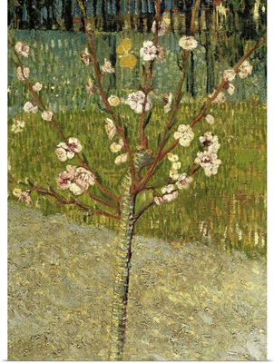 Almond Tree in Blossom, 1888