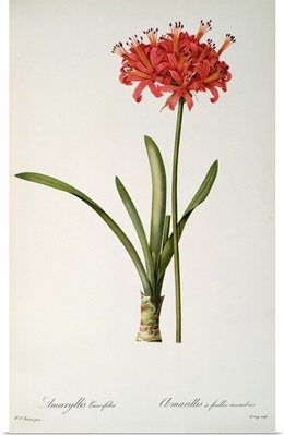 Amaryllis Curvifolia, 1809, from Les Liliacees by Pierre Redoute