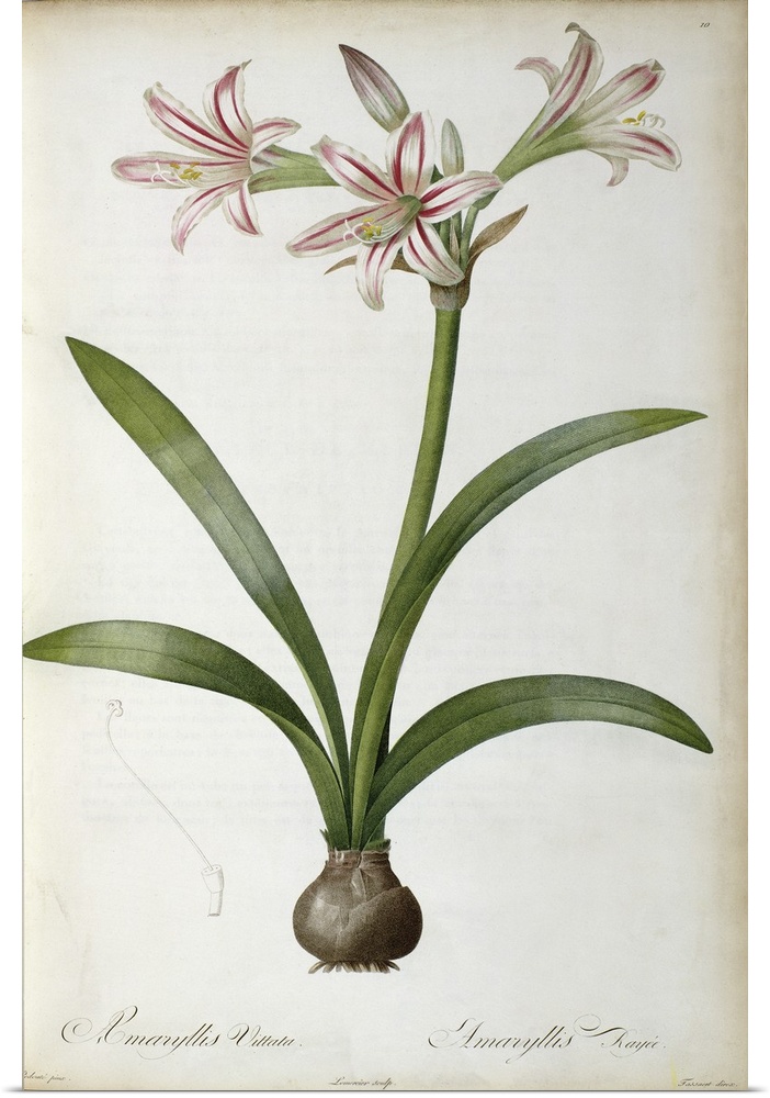 Giant, vertical floral home art docor of a large lily plant with several open blooms, four large leaves and its bulb with ...