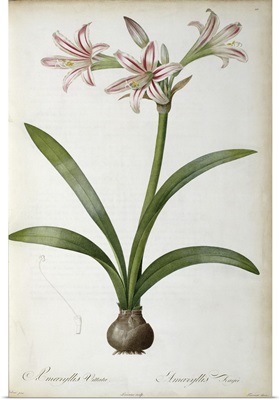 Amaryllis Vittata, from Les Liliacees by Pierre Redoute