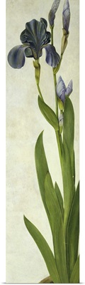 An Iris