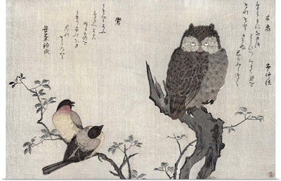 An Owl and two Eastern Bullfinches, from an album Birds compared in Humorous Songs