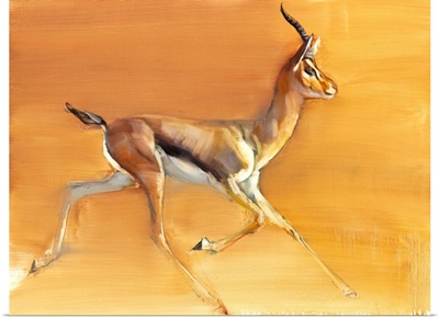 Arabian Gazelle, 2010