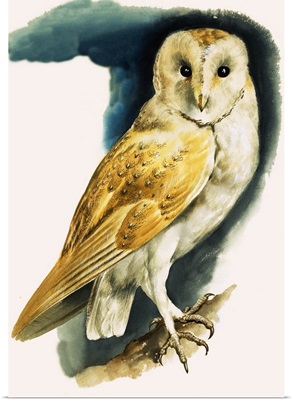 Barn Owl, illustration from 'Peeps at Nature', 1963