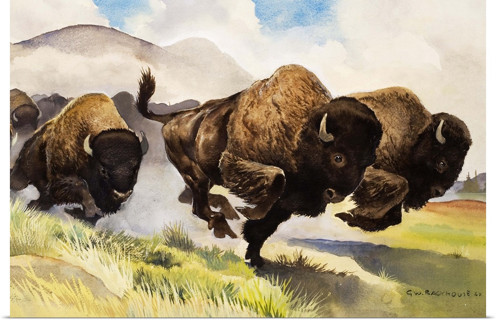 These buffalo are bison. Original artwork for "Look and Learn," issue 42, 3 November 1962.