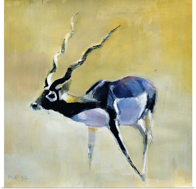Black Buck, Velavadar, 1997